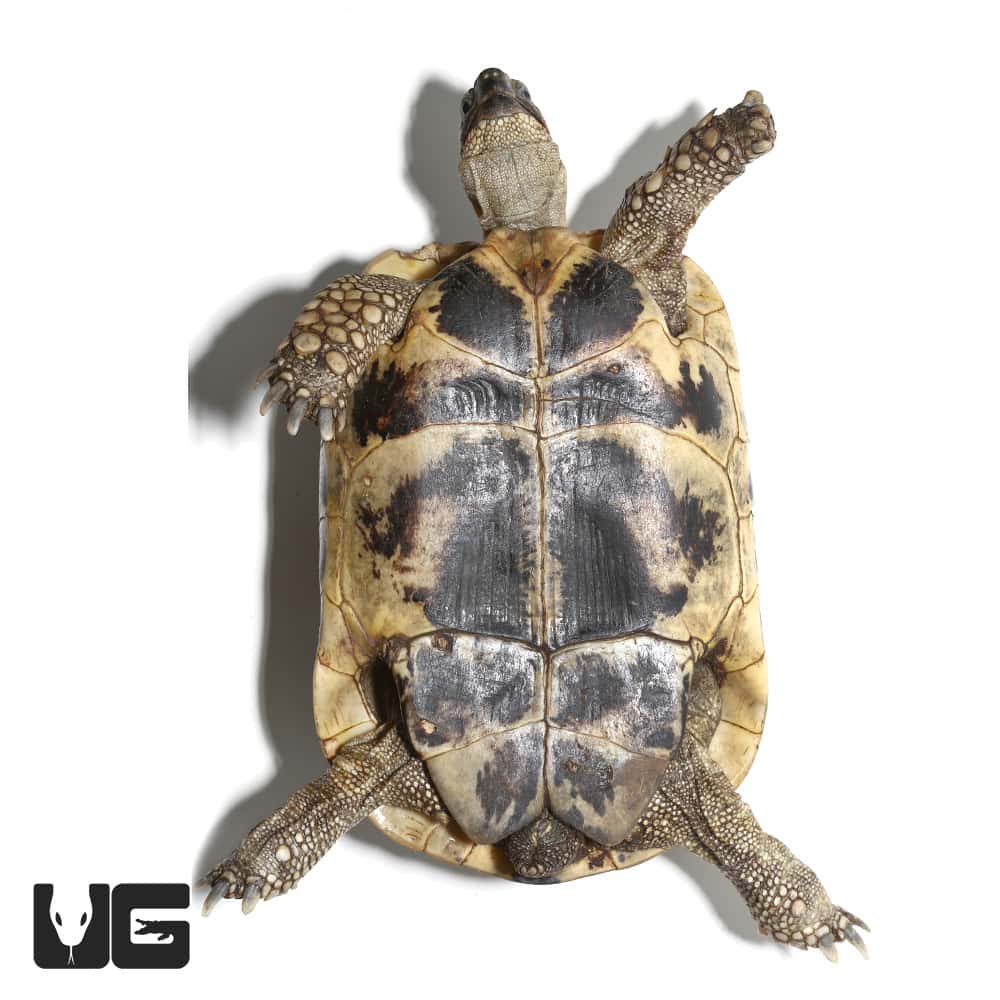 Greek Tortoises (Testudo graeca) For Sale - Underground Reptiles