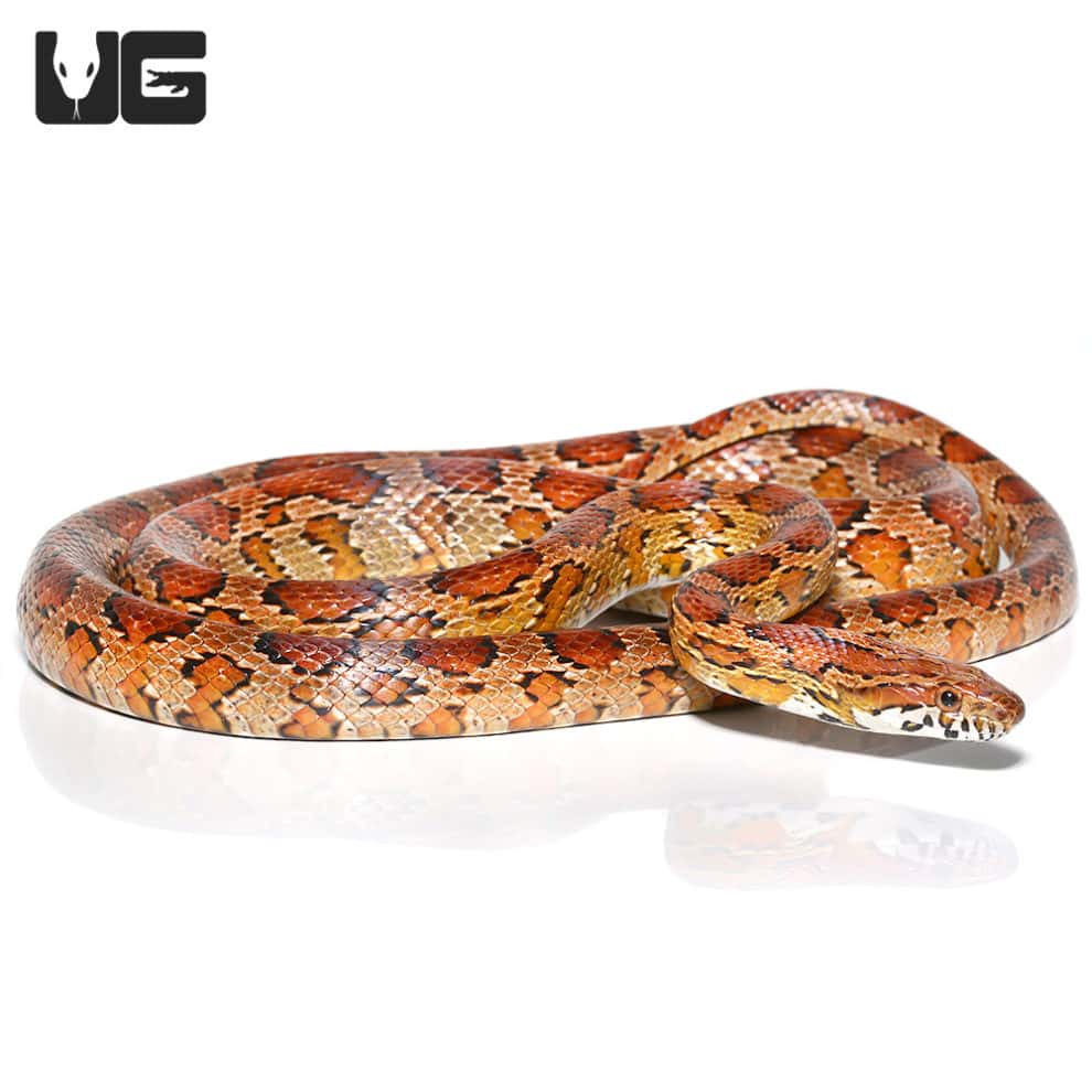Female Highland's County Cornsnake (Pantherophis guttatus) For Sale