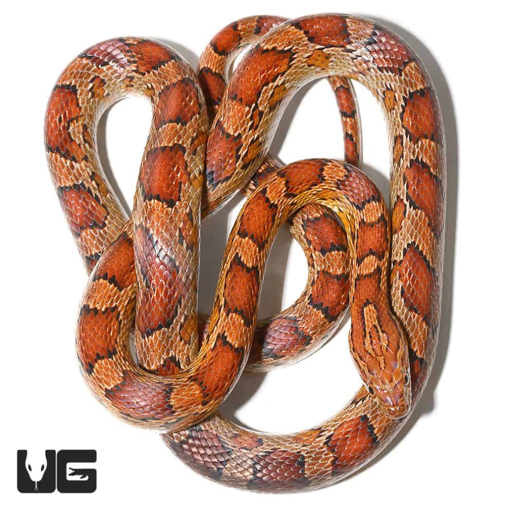 Female Highland's County Cornsnake (Pantherophis guttatus) For Sale
