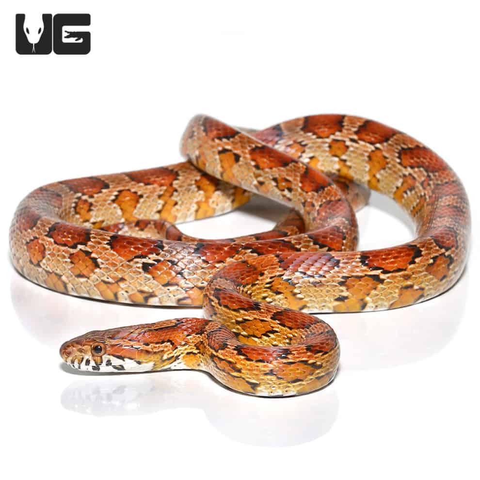 Female Highland's County Cornsnake (Pantherophis guttatus) For Sale