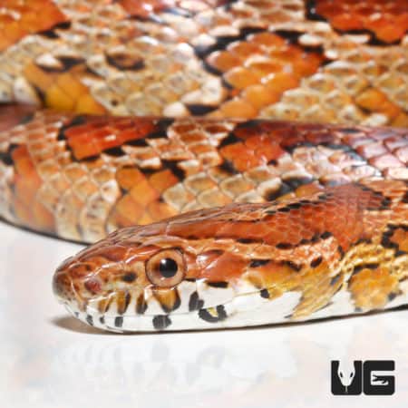 Female Highland's County Cornsnake (Pantherophis guttatus) For Sale - Underground Reptiles