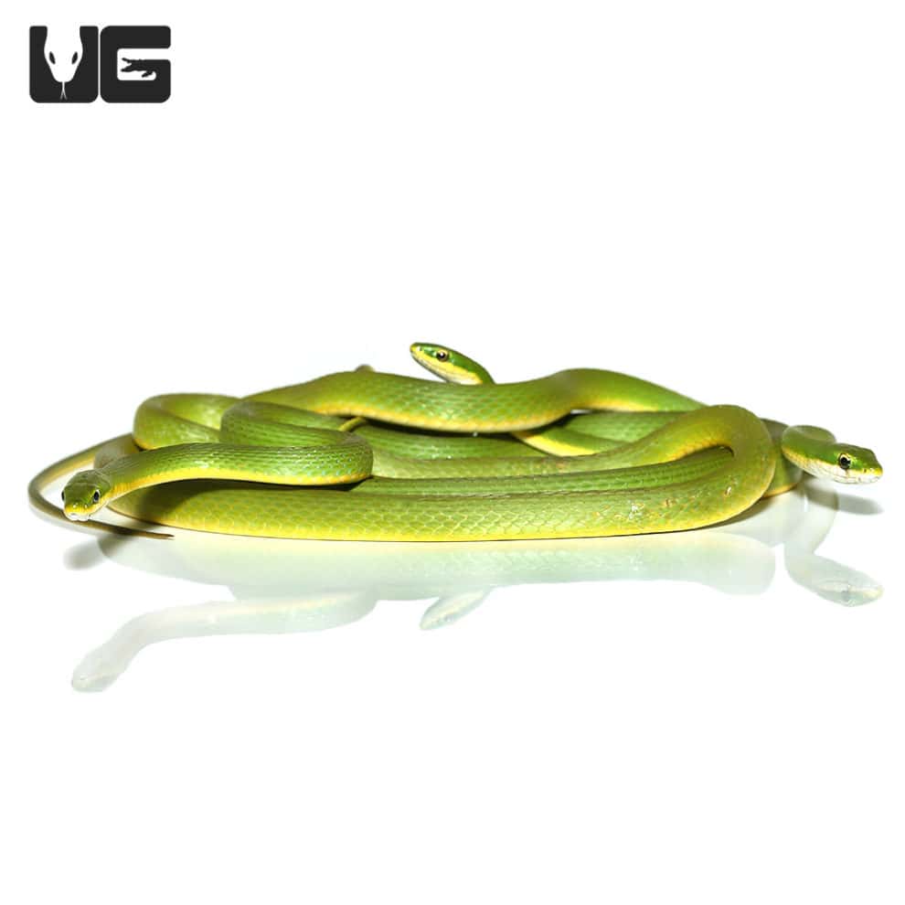Rough Green Snake (Opheodrys aestivus) For Sale Underground Reptiles