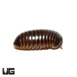 Giant Copper Band Pill Millipede (Rhopalomeris Carnifex) For Sale - Underground Reptiles For Sale - Underground Reptiles