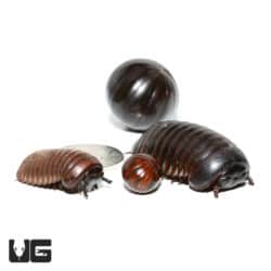 Giant Copper Band Pill Millipede (Rhopalomeris Carnifex) For Sale - Underground Reptiles For Sale - Underground Reptiles