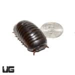Giant Copper Band Pill Millipede (Rhopalomeris Carnifex) For Sale - Underground Reptiles For Sale - Underground Reptiles