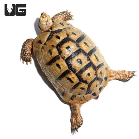 Greek Tortoises (Testudo graeca) For Sale - Underground Reptiles