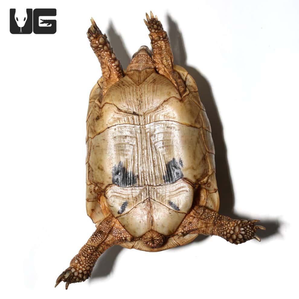 Greek Tortoises For Sale - Underground Reptiles