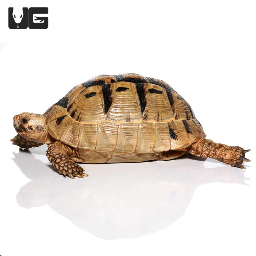 Greek Tortoises For Sale - Underground Reptiles