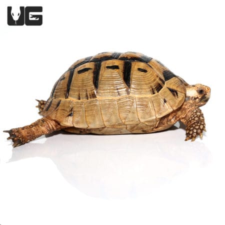 Greek Tortoises For Sale - Underground Reptiles