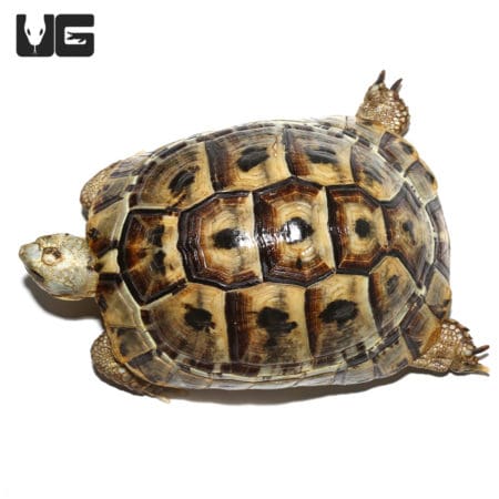Greek Tortoises (Testudo graeca) For Sale - Underground Reptiles