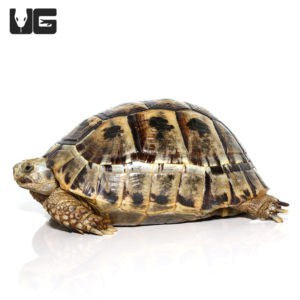 Greek Tortoises For Sale - Underground Reptiles