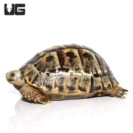 Greek Tortoises (Testudo graeca) For Sale - Underground Reptiles