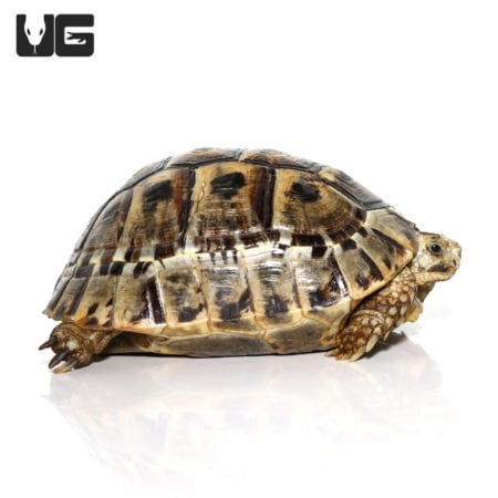 Greek Tortoises For Sale - Underground Reptiles