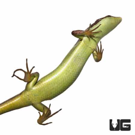 Green Belly Skink with vibrant green coloration and smooth scales.