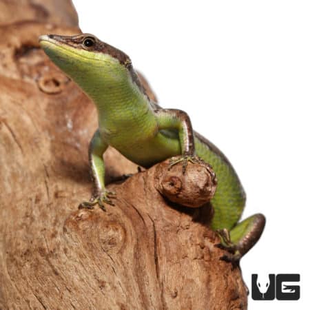 Green Belly Skink on tree branch.