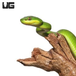 Green Komodo Island Viper (Trimeresurus insularis) For Sale - Underground Reptiles