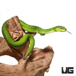 Green Komodo Island Viper (Trimeresurus insularis) For Sale - Underground Reptiles