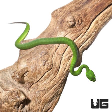 Green Komodo Island Viper on wood branch.