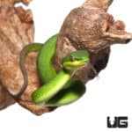 Green Komodo Island Viper (Trimeresurus insularis) For Sale - Underground Reptiles