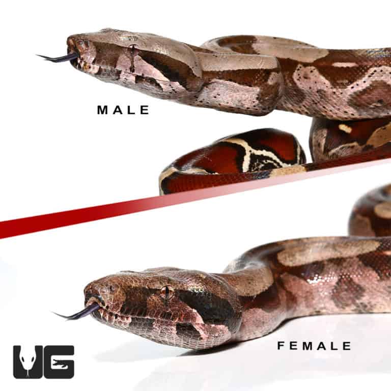 Guyana Redtail Boa Pair #1 (Boa c. constrictor) for sale - Underground ...