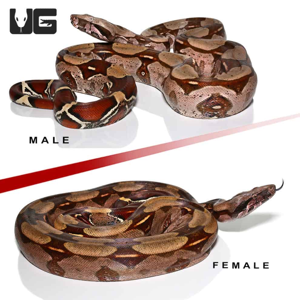 Guyana Redtail Boa Pair #1 (Boa c. constrictor) for sale - Underground ...