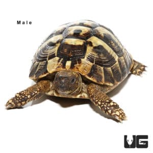 Tortoises For Sale - Underground Reptiles