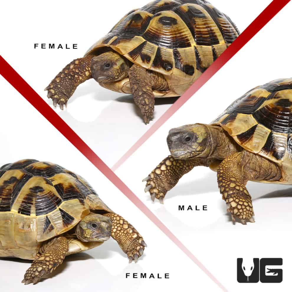 Hermann's Tortoise For Sale - Underground Reptiles