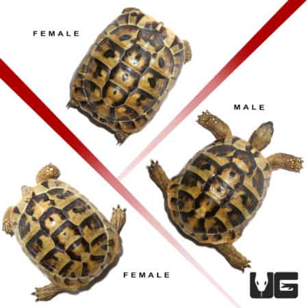 Hermann's Tortoise Trio #2 (Testudo hermanni) For Sale - Underground Reptiles