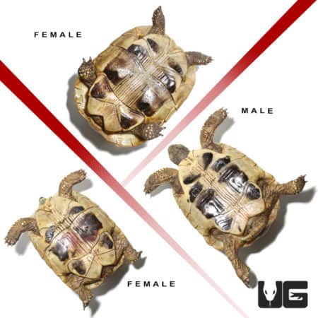 Hermann's Tortoise Trio #2 (Testudo hermanni) For Sale - Underground Reptiles