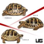 Hermann's Tortoise Trio #2 (Testudo hermanni) For Sale - Underground Reptiles