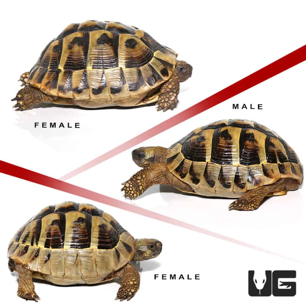 Hermann's Tortoise For Sale - Underground Reptiles