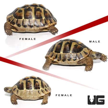 Hermann's tortoise female and male pair with a juvenile, showcasing their distinctive shell patterns.