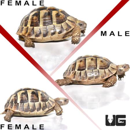 Hermann's Tortoise Trio #3 (Testudo hermanni) For Sale - Underground Reptiles