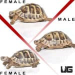 Hermann's Tortoise Trio #3 (Testudo hermanni) For Sale - Underground Reptiles