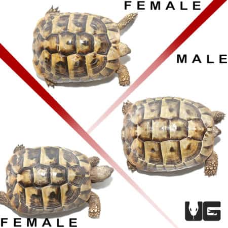 Hermann's Tortoise Trio #3 (Testudo hermanni) For Sale - Underground Reptiles