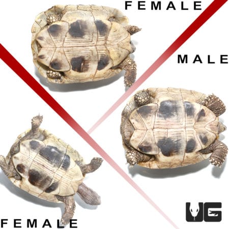 Hermann's Tortoise Trio #3 (Testudo hermanni) For Sale - Underground Reptiles