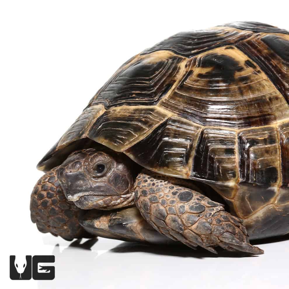 Ibera Greek Tortoises (Testudo graeca) For Sale - Underground Reptiles