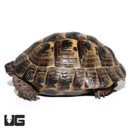 Ibera Greek Tortoise in natural habitat, showcasing its distinctive shell pattern.