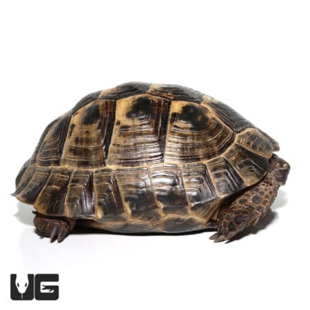 Ibera Greek Tortoise pair, healthy and vibrant, ideal for reptile enthusiasts. Perfect for breeding.