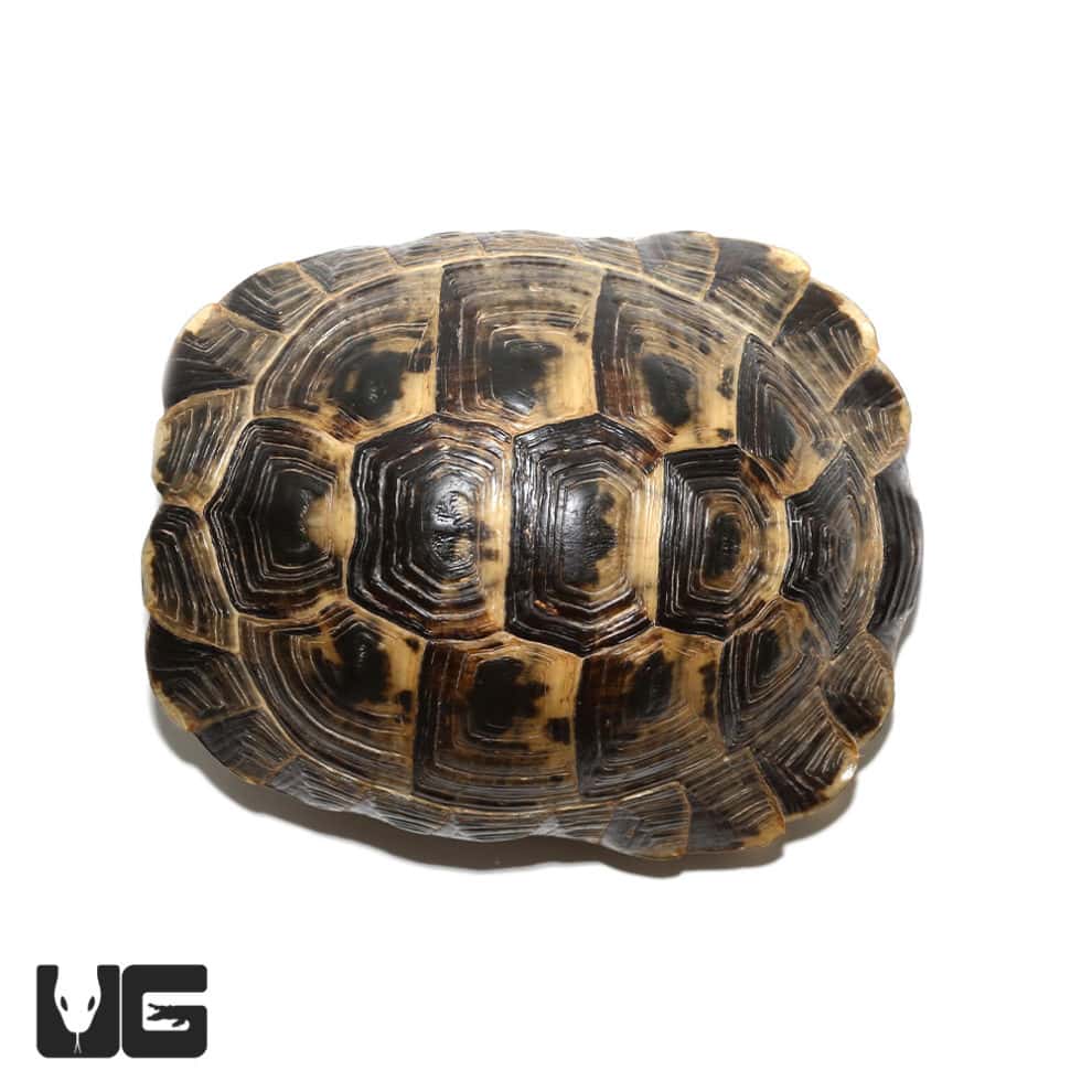 Ibera Greek Tortoises (Testudo graeca) For Sale - Underground Reptiles