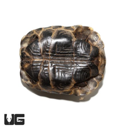 Ibera Greek Tortoise, small reptile with detailed shell pattern.