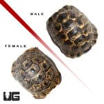 Ibera Greek Tortoises (Testudo graeca) For Sale - Underground Reptiles