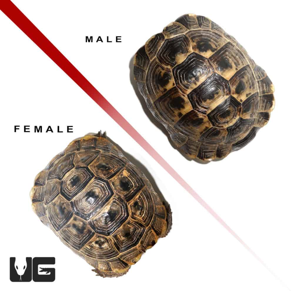 Ibera Greek Tortoises (Testudo graeca) For Sale - Underground Reptiles