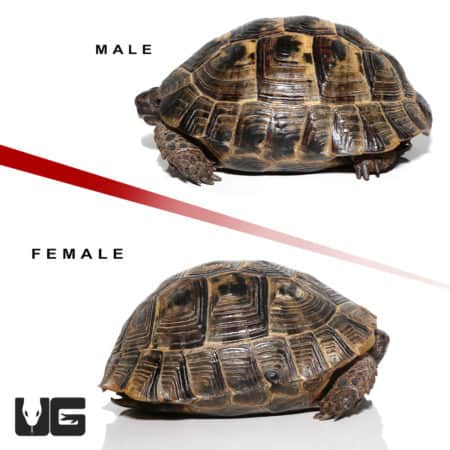 Ibera Greek Tortoises (Testudo graeca) For Sale - Underground Reptiles