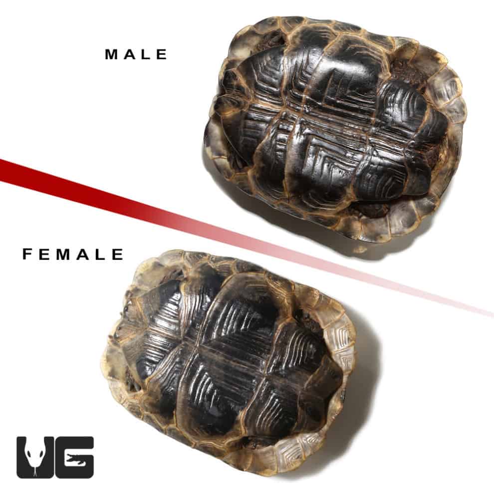 Ibera Greek Tortoises (Testudo graeca) For Sale - Underground Reptiles