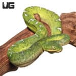 Yearling Emerald Tree Boas (Corallus caninus) For Sale - Underground Reptiles