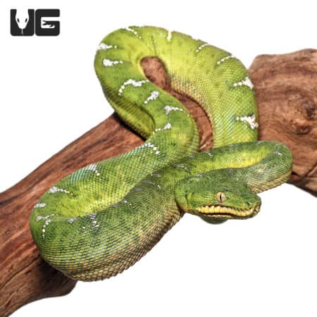 Yearling Emerald Tree Boas (Corallus caninus) For Sale - Underground Reptiles