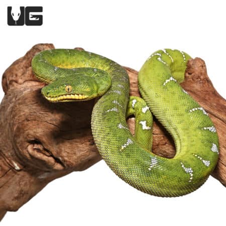 Yearling Emerald Tree Boas (Corallus caninus) For Sale - Underground Reptiles