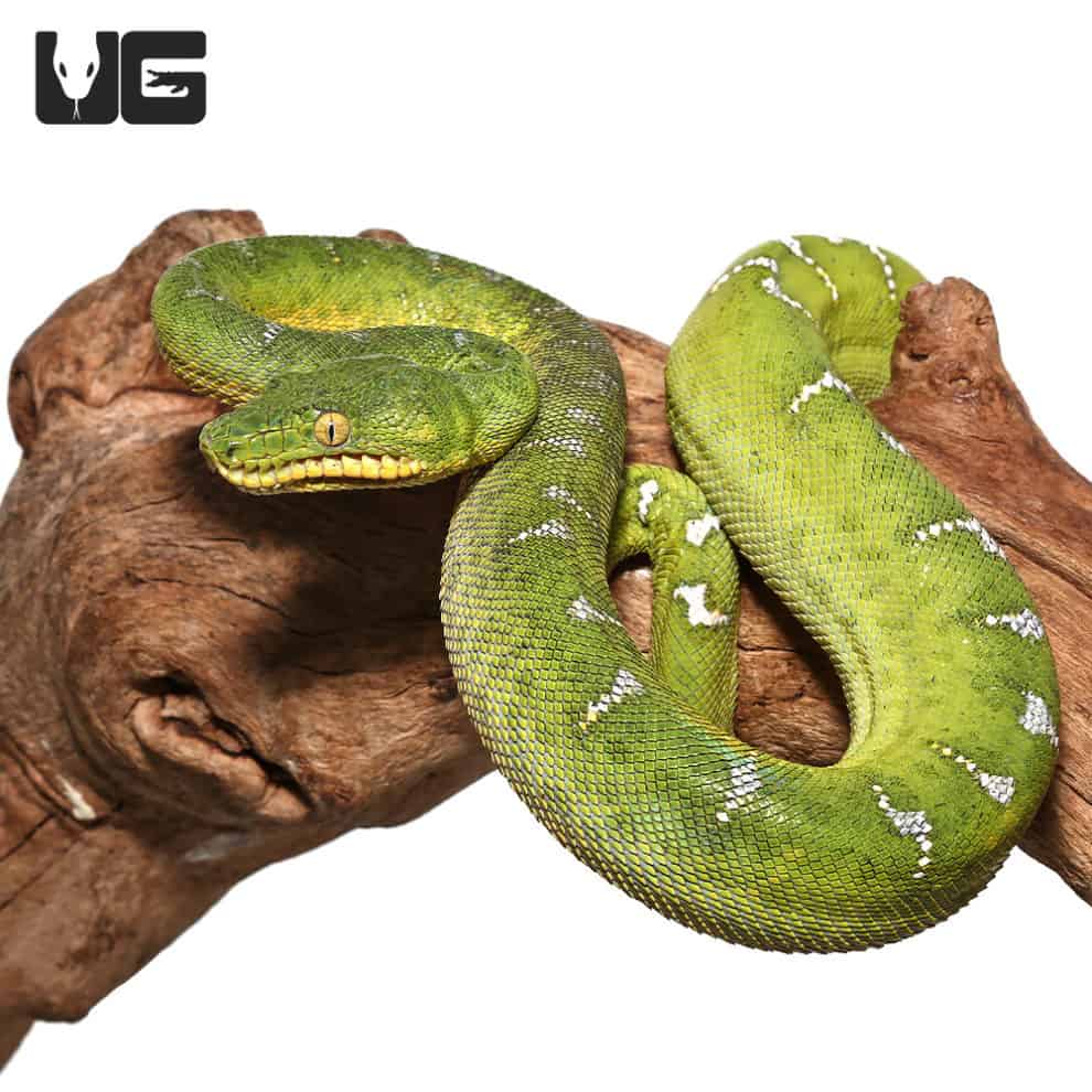 Yearling Emerald Tree Boa For Sale Underground Reptiles