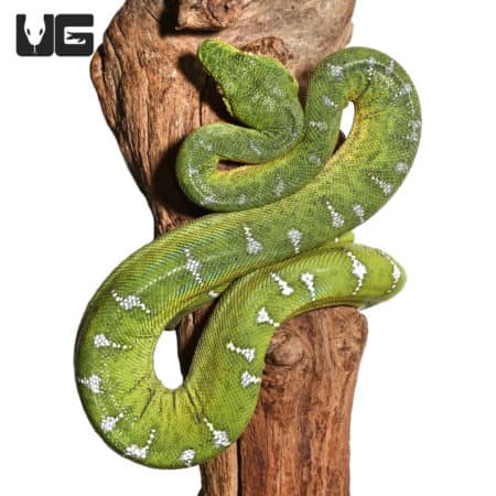 Yearling Emerald Tree Boas (Corallus caninus) For Sale - Underground Reptiles